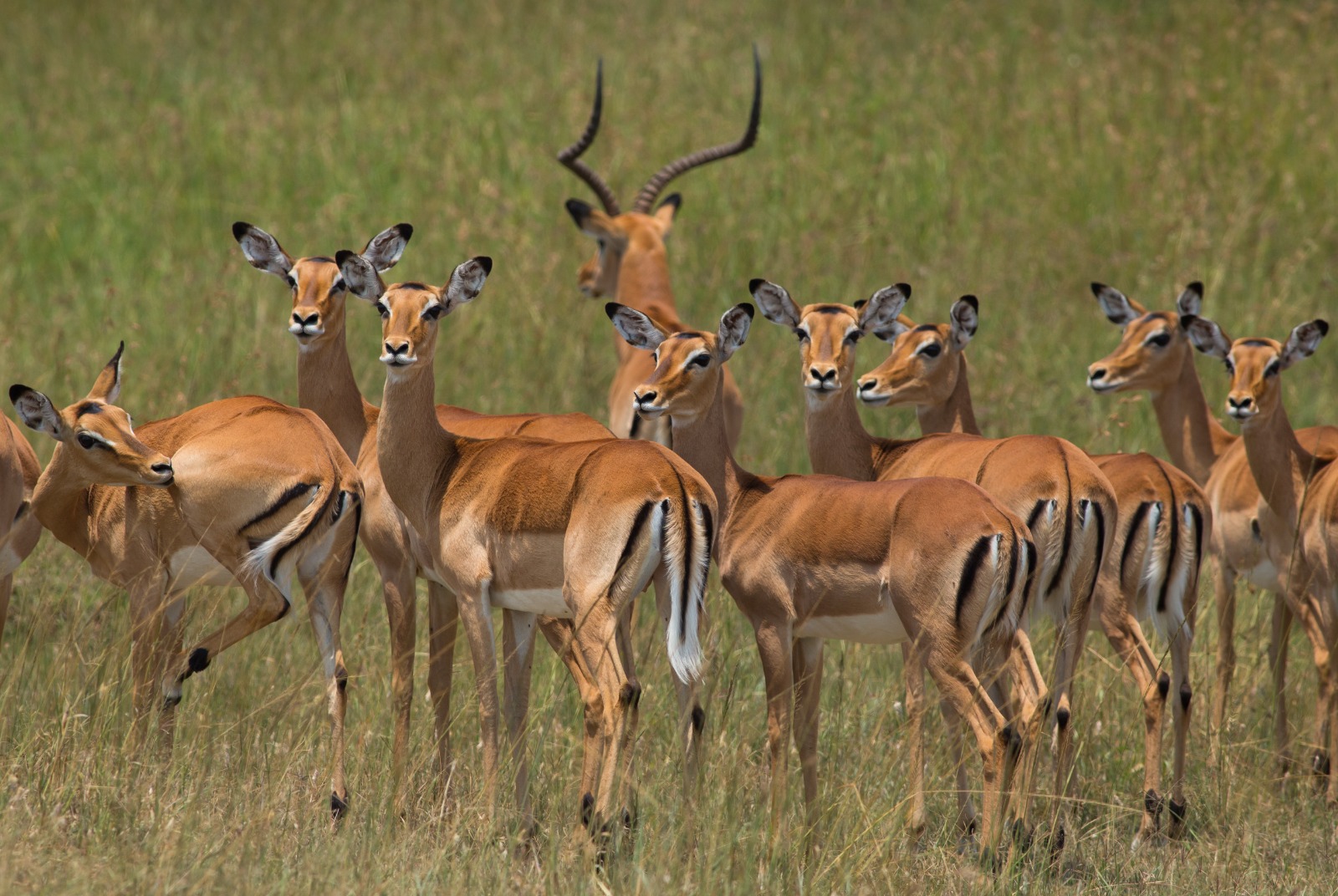 Culling of Animals