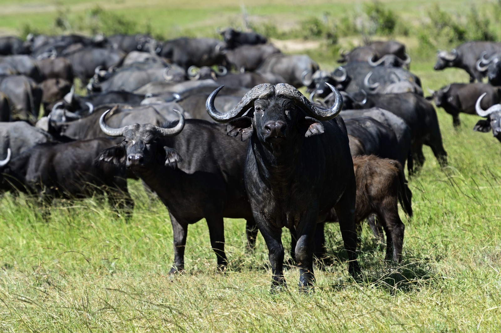 Buffalo Hunting